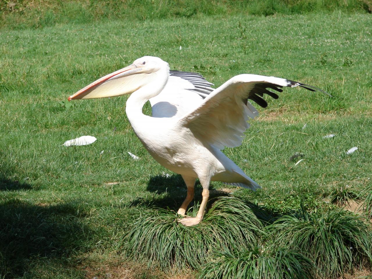 Les pelicans durant le spectacle des oiseaux en vol